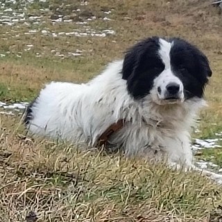 Cane scomparso da Rosazza ritrovato dopo 3 mesi in Valle d'Aosta, l’incredibile storia di Bosco Cane scomparso da Rosazza ritrovato dopo 3 mesi in Valle d'Aosta, l’incredibile storia di Bosco