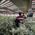 Coltivava marijuana in casa: blitz delle Squadre Mobili di Biella e Novara - Foto di repertorio Coltivava marijuana in casa: blitz delle Squadre Mobili di Biella e Novara - Foto di repertorio