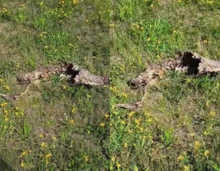 Capretto sbranato a Cossato, residente trova i resti in giardino: “Mai visto nulla di simile” Capretto sbranato a Cossato, residente trova i resti in giardino: “Mai visto nulla di simile”