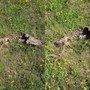 Capretto sbranato a Cossato, residente trova i resti in giardino: “Mai visto nulla di simile” Capretto sbranato a Cossato, residente trova i resti in giardino: “Mai visto nulla di simile”