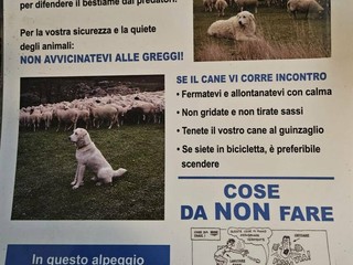 Quaregna Cerreto, pastore maremmano allontana escursionista. Il sindaco: "Prestate attenzione ai cartelli" Quaregna Cerreto, pastore maremmano allontana escursionista. Il sindaco: "Prestate attenzione ai cartelli"