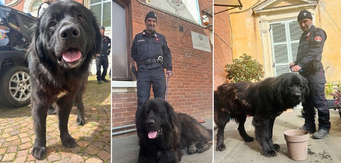 Accompagna i pellegrini di Oropa, poi viene recuperato dai Forestali: ora il “Gigante Buono” cerca casa
