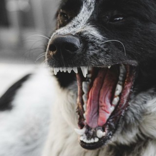 Sandigliano, assalito da 2 cani mentre passeggia con il suo Sandigliano, assalito da 2 cani mentre passeggia con il suo