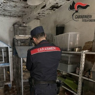 Dal Nord Ovest - Vendeva animali esotici sul web, sequestrati 27 esemplari