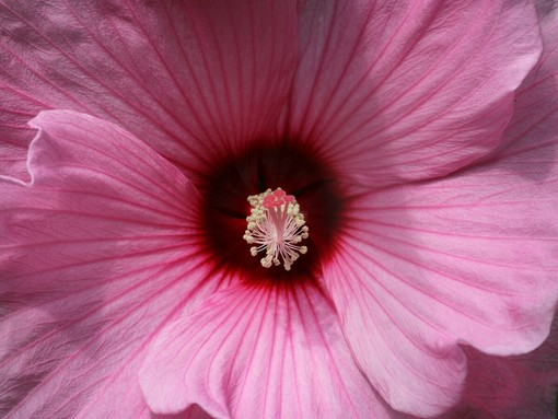 Difesa del giardino dalle nuove minacce: proteggere le piante ornamentali dai parassiti emergenti