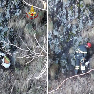 Dal Nord Ovest - Cane bloccato in un canalone sull’Alpe Morissolo, salvato