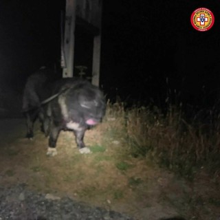 Dal Nord Ovest - Troppo stanco per camminare: cane di 50 chili tratto in salvo a Balme