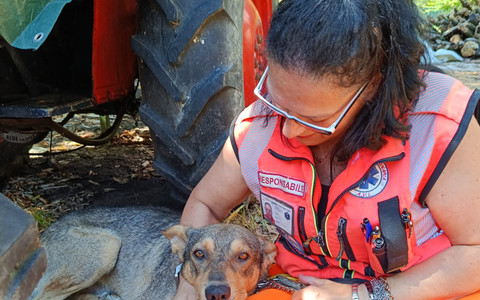 Mosso, messo in salvo il cane che da settimane vagava tra le frazioni