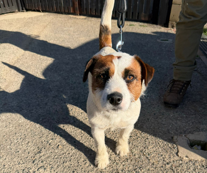 Trovato un cane al Parco Burcina, a chi appartiene? Trovato un cane al Parco Burcina, a chi appartiene?