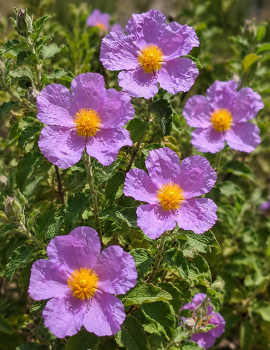 Cistus incanus. Nome italiano: cisto rosso. Nome sardo: mudeju, murdegu arrubiu o mudeju ruju. Nome spagnolo: jara, estepa. Cistus incanus. Nome italiano: cisto rosso. Nome sardo: mudeju, murdegu arrubiu o mudeju ruju. Nome spagnolo: jara, estepa.