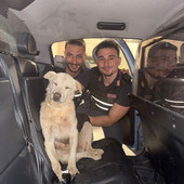 Dal Nord Ovest - Anziano cane pastore si allontana dai padroni: salvato dai poliziotti