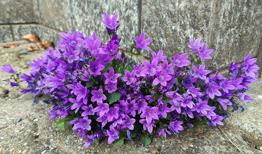Campanula portenschlagiana. Nome italiano: campanula dei muri, campanula dalmata. Nome sardo: campanedda, fiore a campanedda. Nome spagnolo: campanilla de Dalmacia (immagine A. Pusceddu) Campanula portenschlagiana. Nome italiano: campanula dei muri, campanula dalmata. Nome sardo: campanedda, fiore a campanedda. Nome spagnolo: campanilla de Dalmacia (immagine A. Pusceddu)