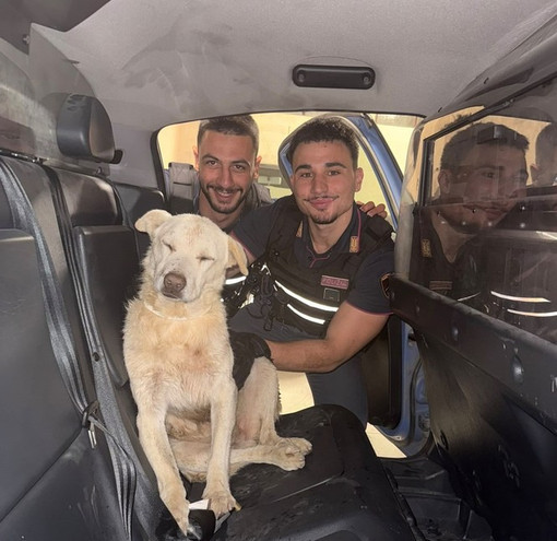 Dal Nord Ovest - Anziano cane pastore si allontana dai padroni: salvato dai poliziotti Dal Nord Ovest - Anziano cane pastore si allontana dai padroni: salvato dai poliziotti
