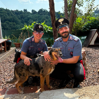 Cane in fuga lungo la strada principale, riportato a casa dai Carabinieri