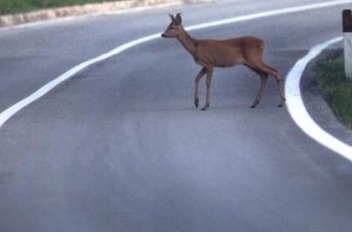 Spunta un capriolo sulla strada, l’auto non riesce a evitarlo (foto di repertorio)