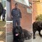 Accompagna i pellegrini di Oropa, poi viene recuperato dai Forestali: ora il “Gigante Buono” cerca casa