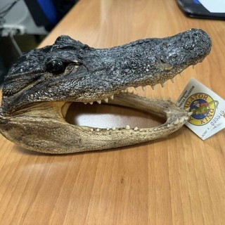 Sorpresa ai controlli doganali di Caselle, viaggiava da Miami con la testa di un coccodrillo