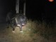 Dal Nord Ovest - Troppo stanco per camminare: cane di 50 chili tratto in salvo a Balme