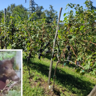 Uva scomparsa dai vigneti biellesi: furto o cinghiali? Viticoltori in allerta Uva scomparsa dai vigneti biellesi: furto o cinghiali? Viticoltori in allerta
