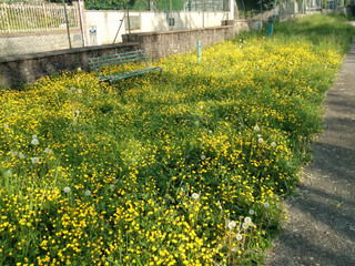 Biella, Cossila San Grato, un lettore: "Aree gioco per i bambini sono invase dalle erbacce"