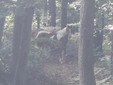 Cavalli avvistati in Burcina: di chi sono?