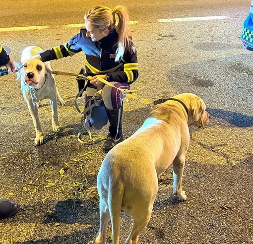 Cani vagavano sull'autostrada A5: messi in salvo dagli agenti della Polstrada