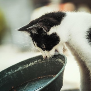 Sandigliano, sospetto veleno per gatto trovato in cortile