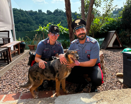Cane in fuga lungo la strada principale, riportato a casa dai Carabinieri Cane in fuga lungo la strada principale, riportato a casa dai Carabinieri