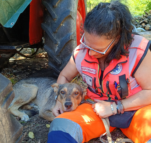 Mosso, messo in salvo il cane che da settimane vagava tra le frazioni Mosso, messo in salvo il cane che da settimane vagava tra le frazioni