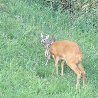 Il miracolo nei boschi a Casapinta, la bellissima favola a lieto fine di un cucciolo di capriolo FOTO