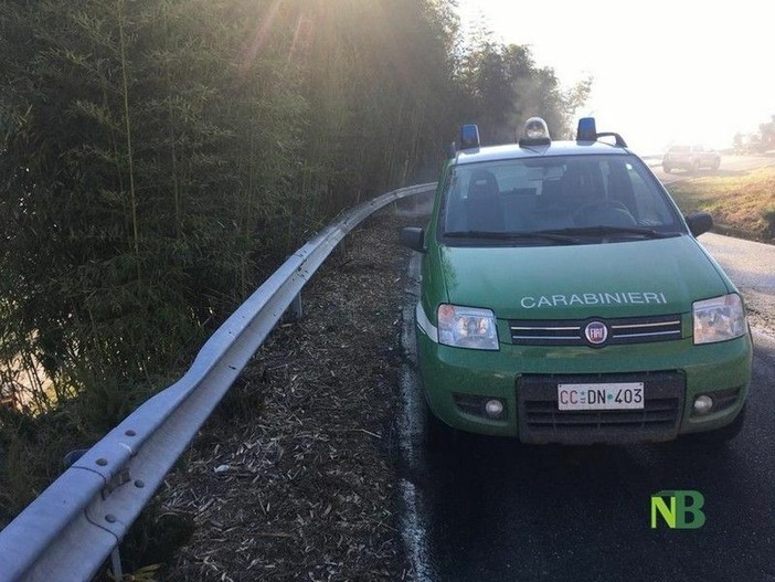 Cerrione, cane entra in una proprietà e uccide un altro esemplare (foto di repertorio)