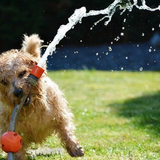 Animali da compagnia, estate: attenzione al caldo Animali da compagnia, estate: attenzione al caldo