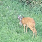 Il miracolo nei boschi a Casapinta, la bellissima favola a lieto fine di un cucciolo di capriolo FOTO