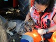 Mosso, messo in salvo il cane che da settimane vagava tra le frazioni Mosso, messo in salvo il cane che da settimane vagava tra le frazioni