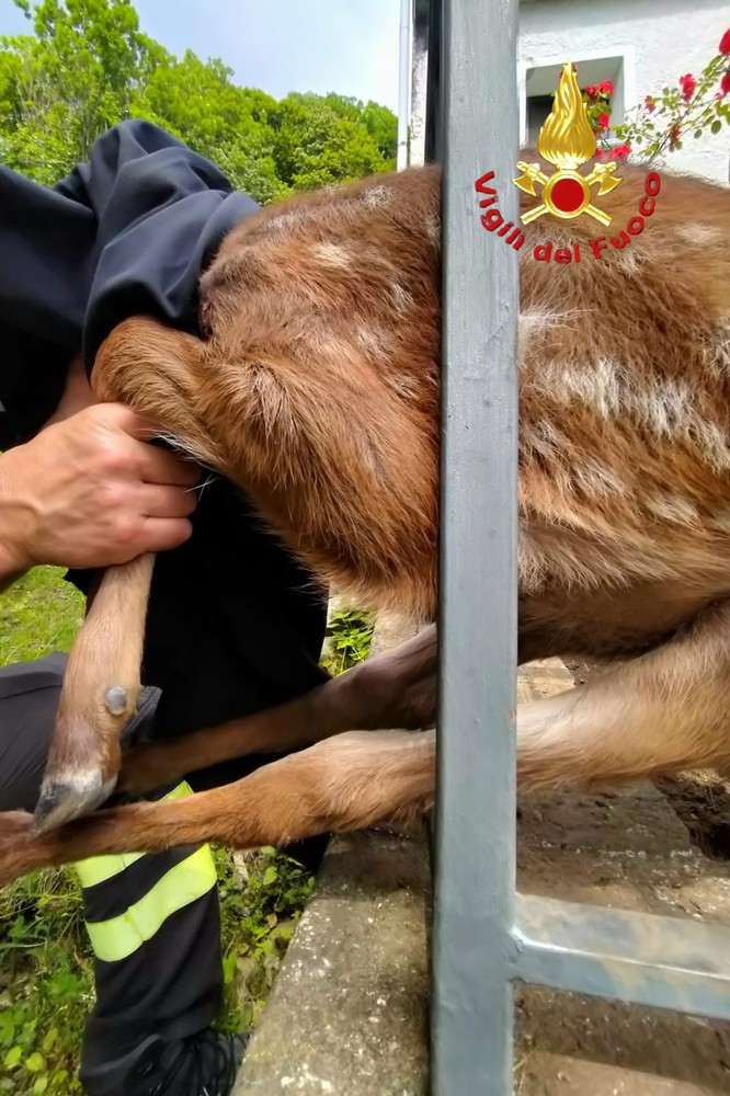 Portula, capriolo rimasto incastrato in una recinzione Portula, capriolo rimasto incastrato in una recinzione