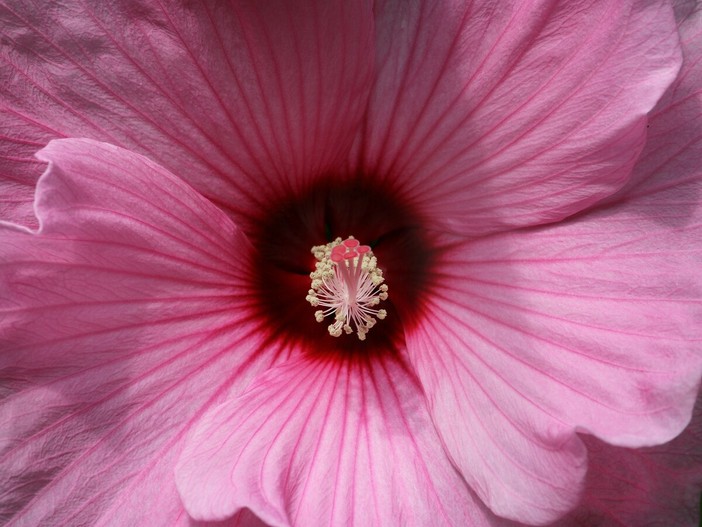 Difesa del giardino dalle nuove minacce: proteggere le piante ornamentali dai parassiti emergenti