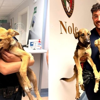 Dal Nord Ovest - Intrappolati sotto una grata, due cani salvati Dal Nord Ovest - Intrappolati sotto una grata, due cani salvati