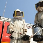 Api, vespe e calabroni, quando chiamare i Vigili del Fuoco Api, vespe e calabroni, quando chiamare i Vigili del Fuoco