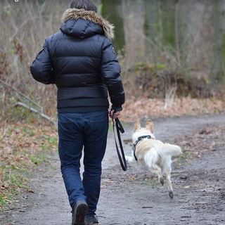 Inciviltà e sporcizia non per colpa dei cani….