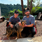 Cane in fuga lungo la strada principale, riportato a casa dai Carabinieri Cane in fuga lungo la strada principale, riportato a casa dai Carabinieri