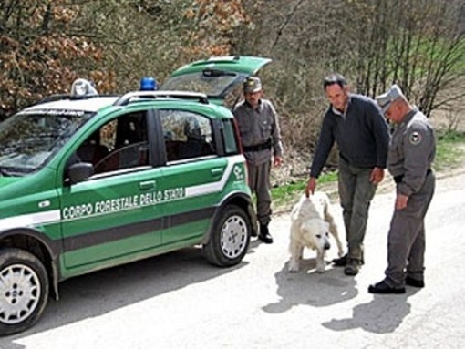 Terremoto: Forestale e LAV insieme per soccorrere anche gli animali