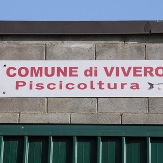 Viverone: via libera alla pesca dei coregoni fino a fine gennaio