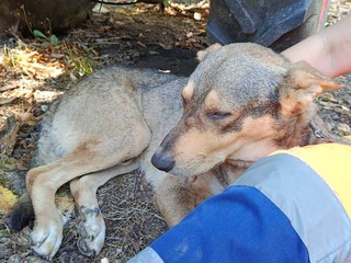Mosso, messo in salvo il cane che da settimane vagava tra le frazioni Mosso, messo in salvo il cane che da settimane vagava tra le frazioni