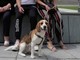 Ugo, cane beagle smarrito a Oropa, l'appello dei proprietari