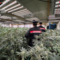Coltivava marijuana in casa: blitz delle Squadre Mobili di Biella e Novara - Foto di repertorio