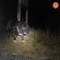 Dal Nord Ovest - Troppo stanco per camminare: cane di 50 chili tratto in salvo a Balme