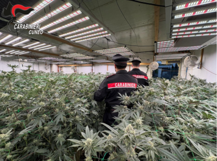 Coltivava marijuana in casa: blitz delle Squadre Mobili di Biella e Novara - Foto di repertorio Coltivava marijuana in casa: blitz delle Squadre Mobili di Biella e Novara - Foto di repertorio