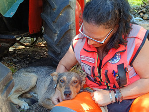 Mosso, messo in salvo il cane che da settimane vagava tra le frazioni Mosso, messo in salvo il cane che da settimane vagava tra le frazioni