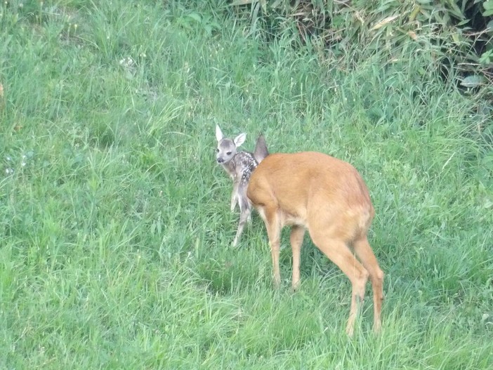 Il miracolo nei boschi a Casapinta, la bellissima favola a lieto fine di un cucciolo di capriolo FOTO Il miracolo nei boschi a Casapinta, la bellissima favola a lieto fine di un cucciolo di capriolo FOTO