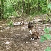 Carabinieri Canile e solidarietà trovano casa a cucciolo di Pastore Biellese Carabinieri Canile e solidarietà trovano casa a cucciolo di Pastore Biellese
